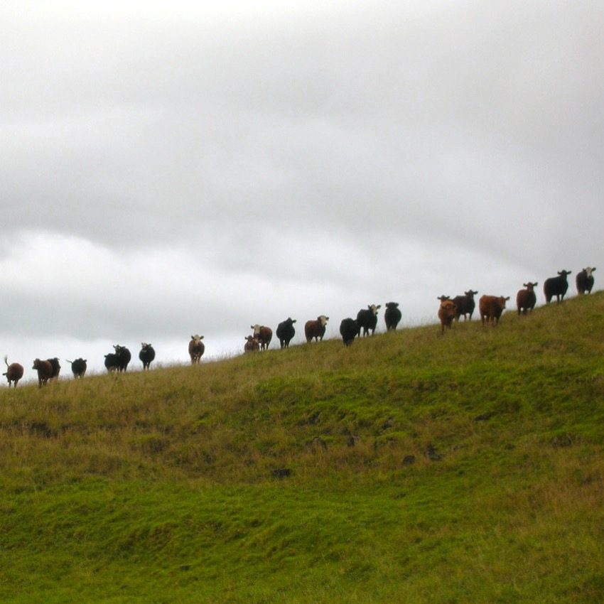 Cows on Maui by Forrest and Kim Starr