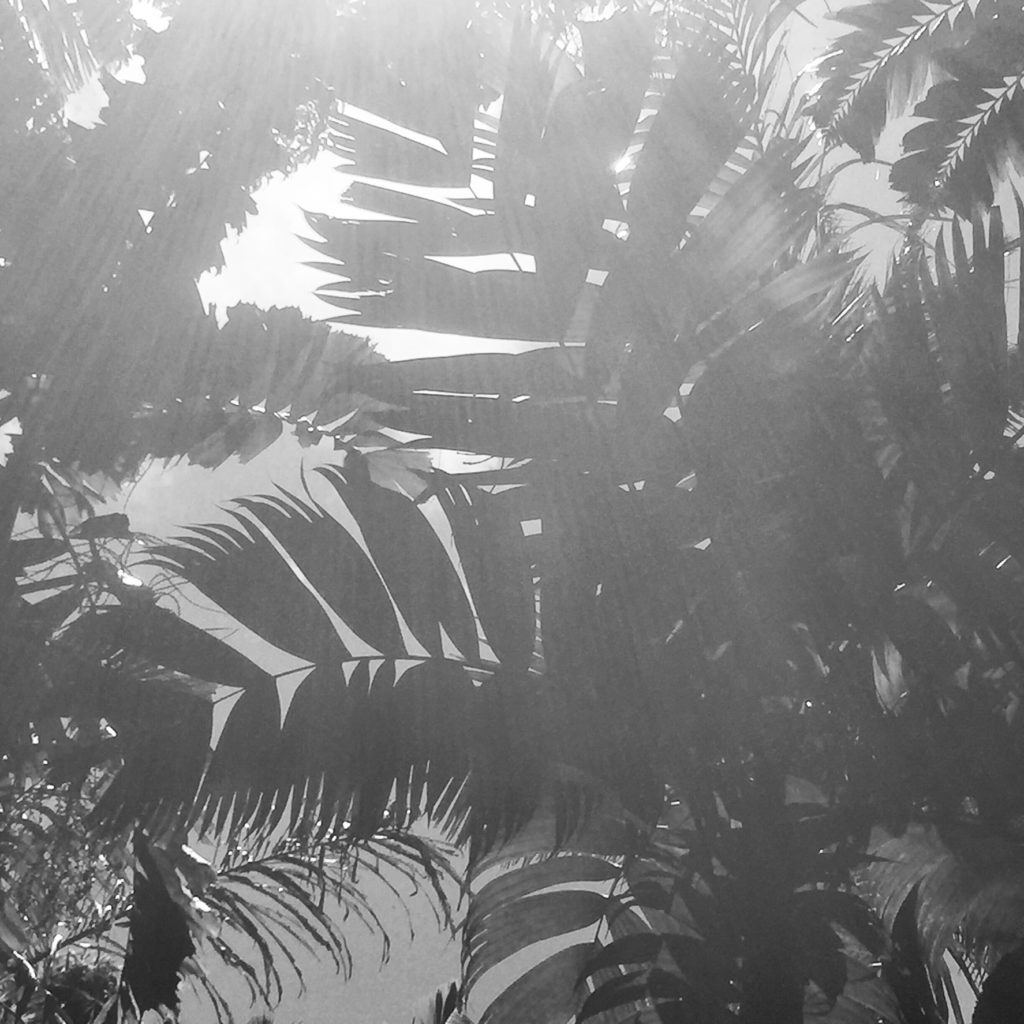 Looking up in the palm forest, Photo by Sara Tekula