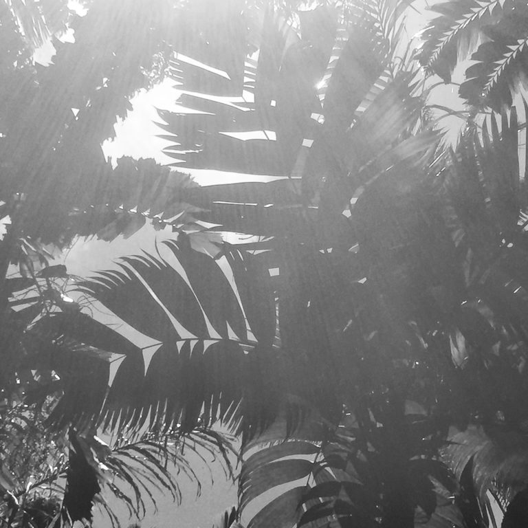 Looking up in the palm forest, Photo by Sara Tekula