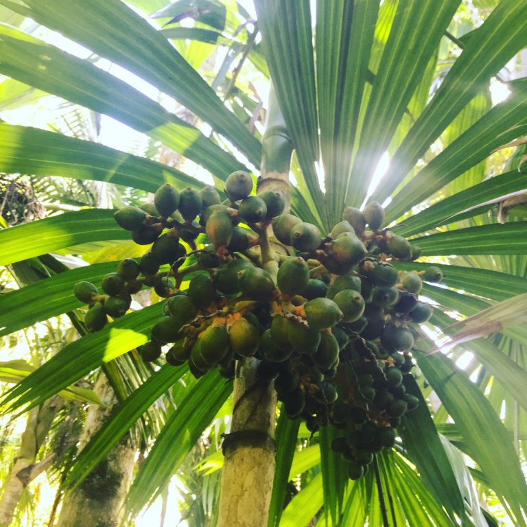 Areca novohibernica fruits in the Merwin Palm Forest