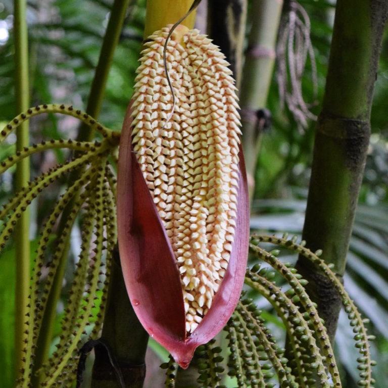 Pinanga Coronata - Ivory Cane Palm