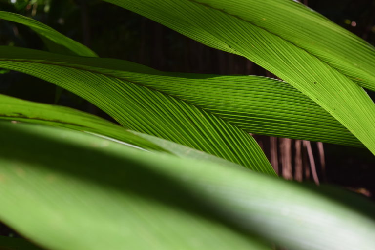 Palm Leaves Abstract