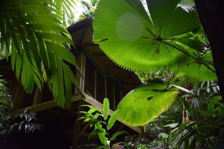 Licuala peltata under W.S. Merwin's garden dojo