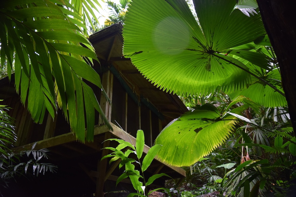 Licuala peltata under W.S. Merwin's garden dojo