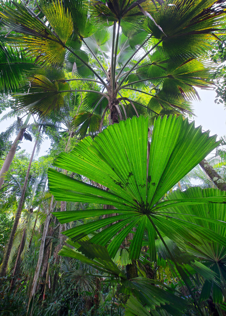 Featured Palm: Licuala paludosa, or “Golden Licuala”