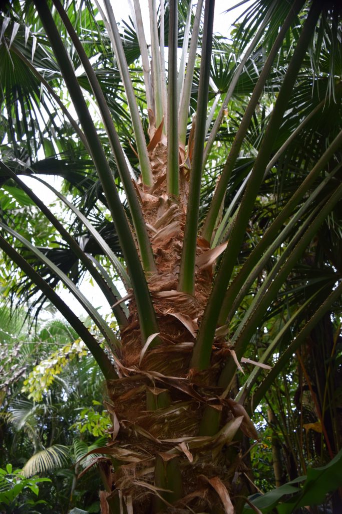 Livistona australis in the Merwin Palm Forest