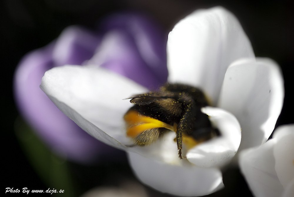 Micke Jakobsson - Working - Bee Image from Flickr