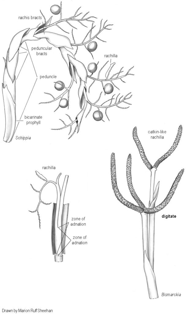 Palm anatomy drawing courtesy University of Florida
