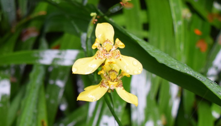 Yellow flowers with raindrops in the garden