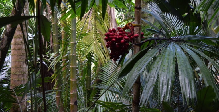 The Merwin Conservancy Palms - Sara Tekula